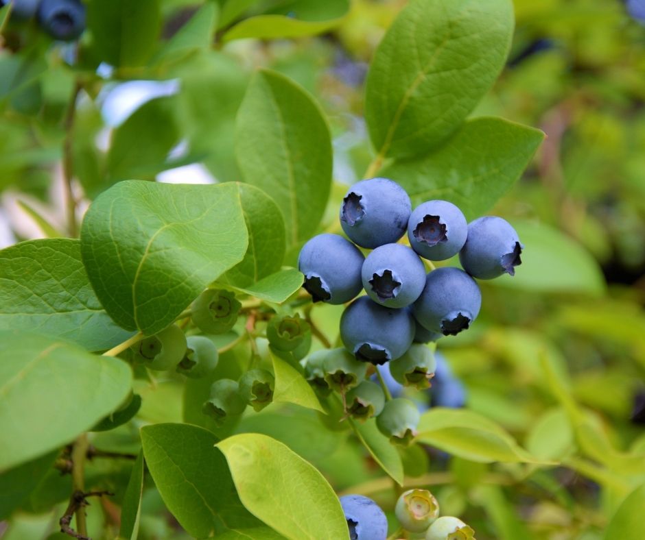 Nelson Blueberry | Freedom Forest Nursery