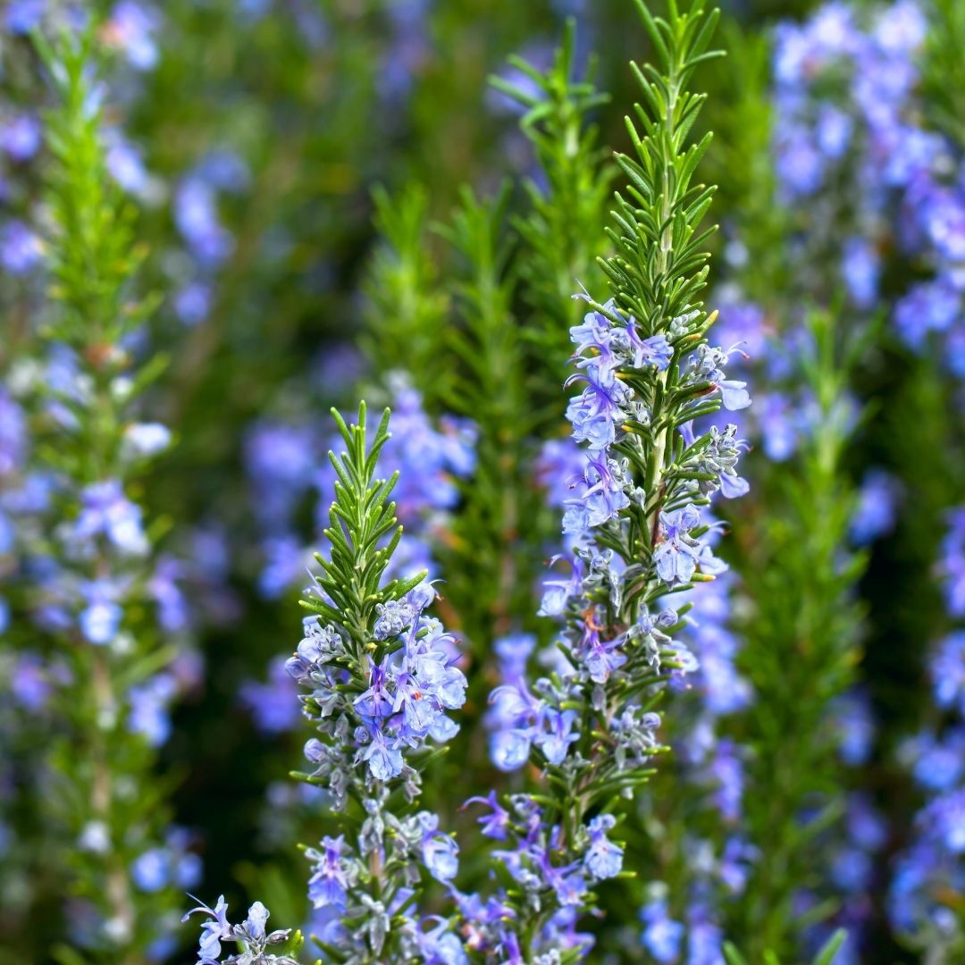 Rosemary彩ページ Rosemary