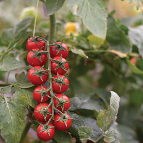 Edox Greenhouse Tomato Hybrid (F1) seeds | Freedom Forest Nursery