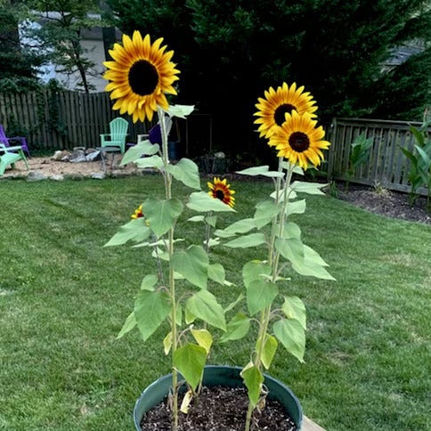 sunflower 2本 25+ Seeds-Moonshine Sunflower Seeds #E034 – PEMDASGARDEN