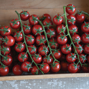 Edox Greenhouse Tomato Hybrid (F1) seeds | Freedom Forest Nursery