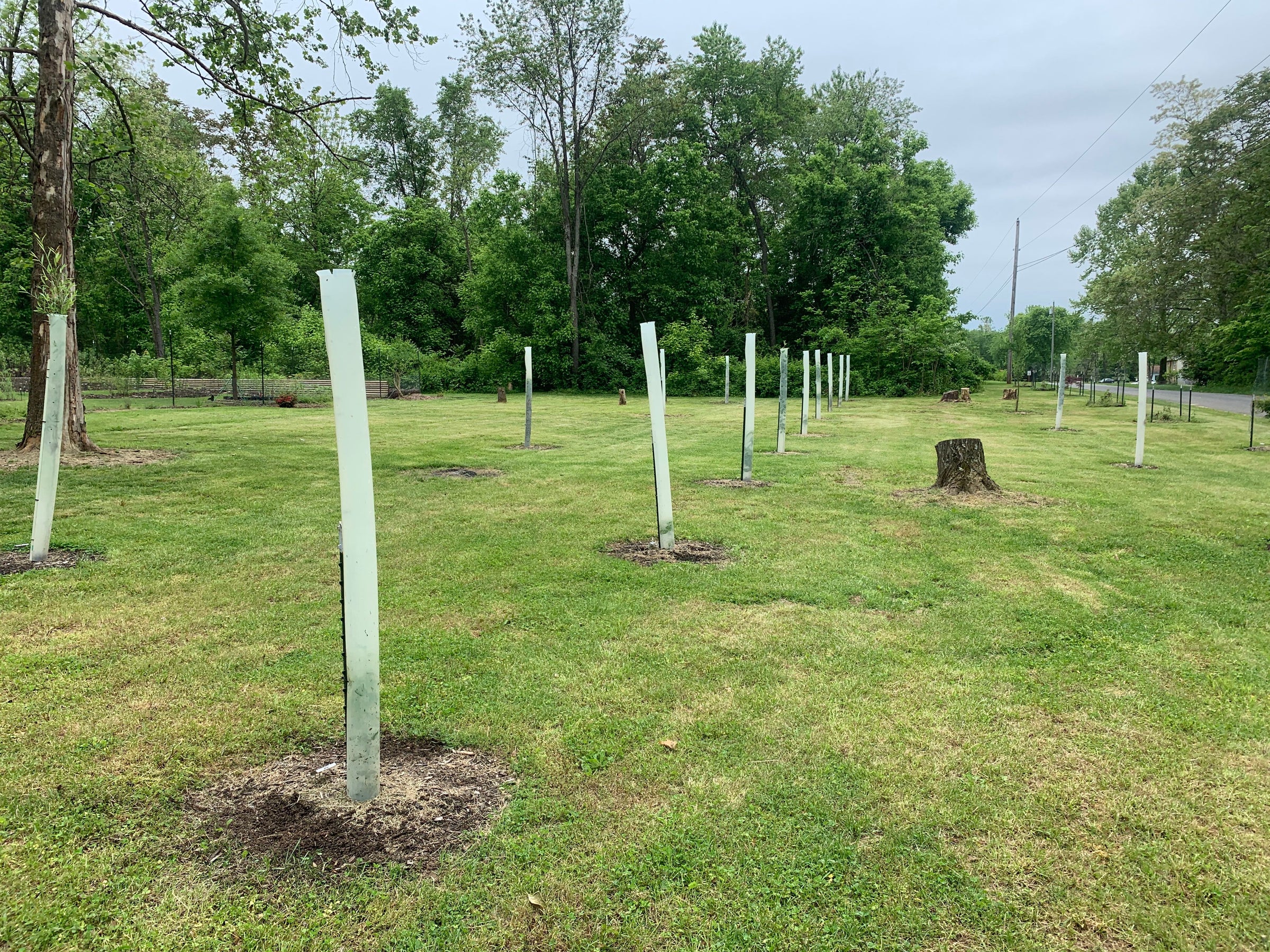 Freedom Tree Pro Body Tree Pro Tree Protector Grow Tube | Freedom Forest Nursery