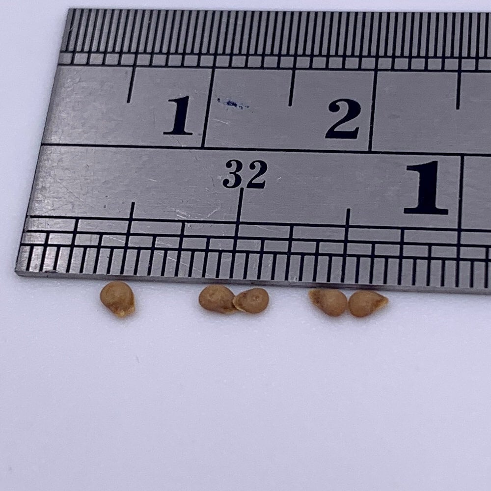 Edox Greenhouse Tomato Hybrid (F1) seeds | Freedom Forest Nursery