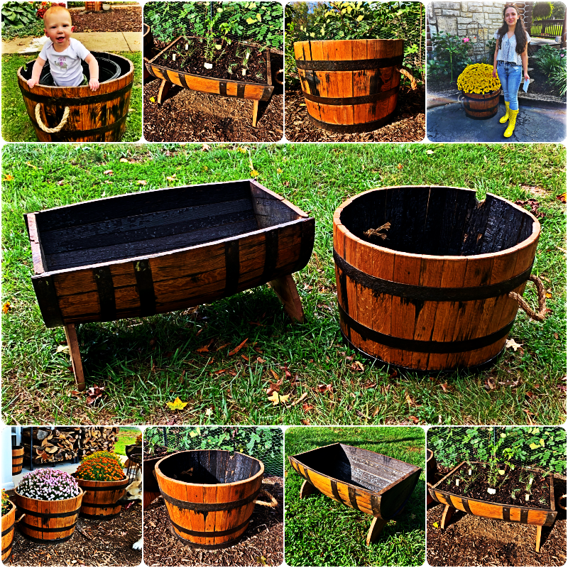 rhapis plant Rhapis / Bamboo Palm – Ruby Flora Plant Shop