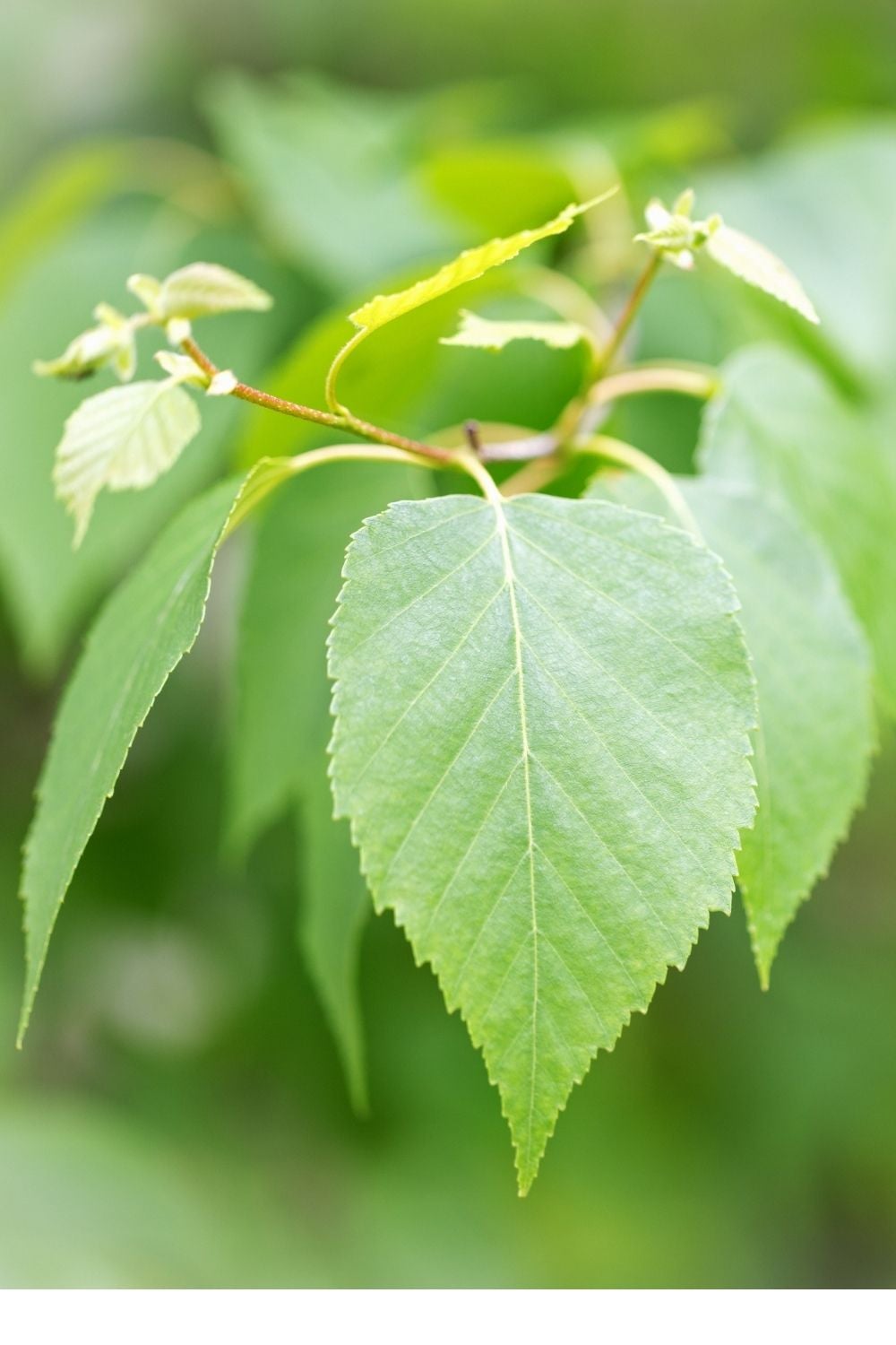Paper Birch Tree Leaves