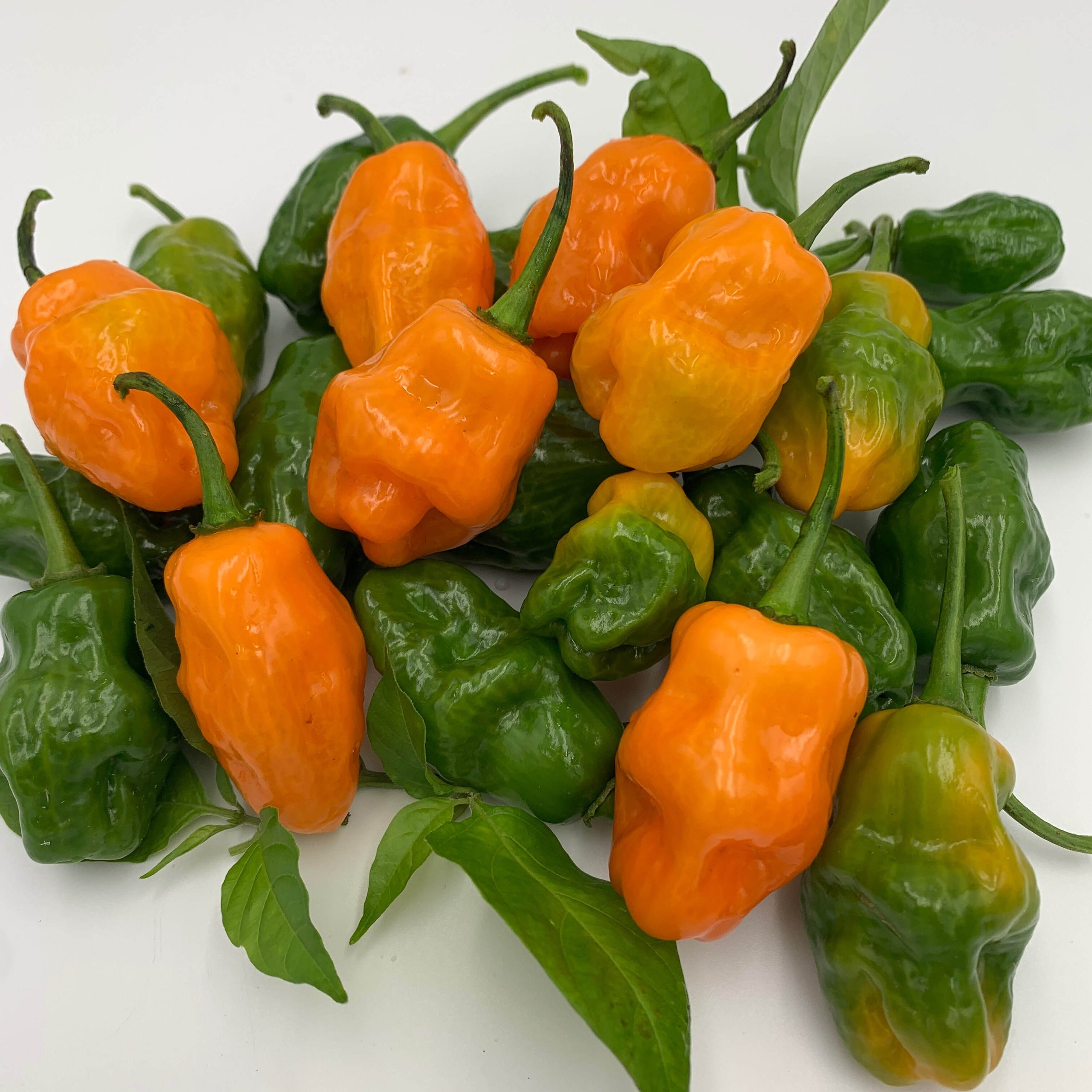 Helios Habanero Hybrid (F1) Bell Pepper seeds | Freedom Forest Nursery